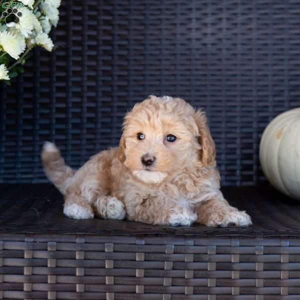 Butterscotch, Maltipoo Puppy